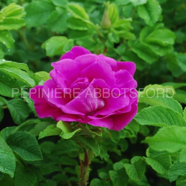 Rosa rugosa Hansa