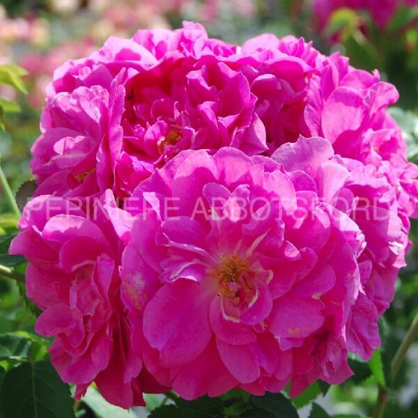 Rosa John Cabot