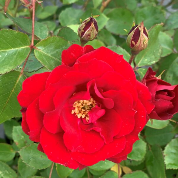 Rosa rugosa Nicolas