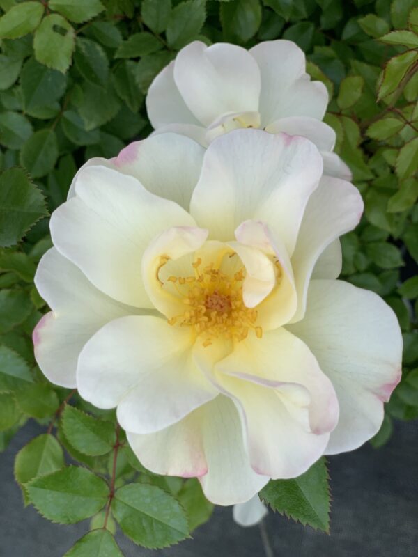 Rosa Oscar Peterson