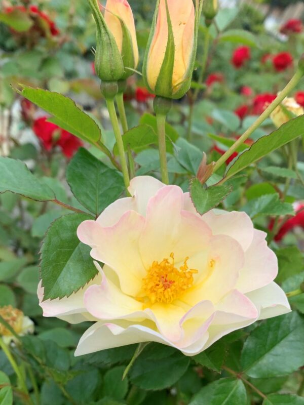 Rosa Oscar Peterson – Image 3