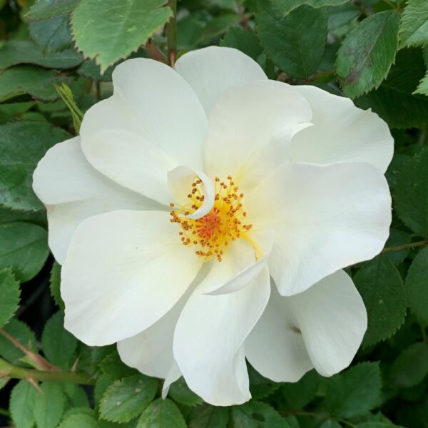 Rosa Oscar Peterson – Image 2
