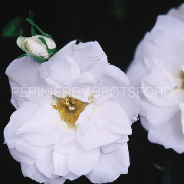 Rosa rugosa Blanc Double De Coubert