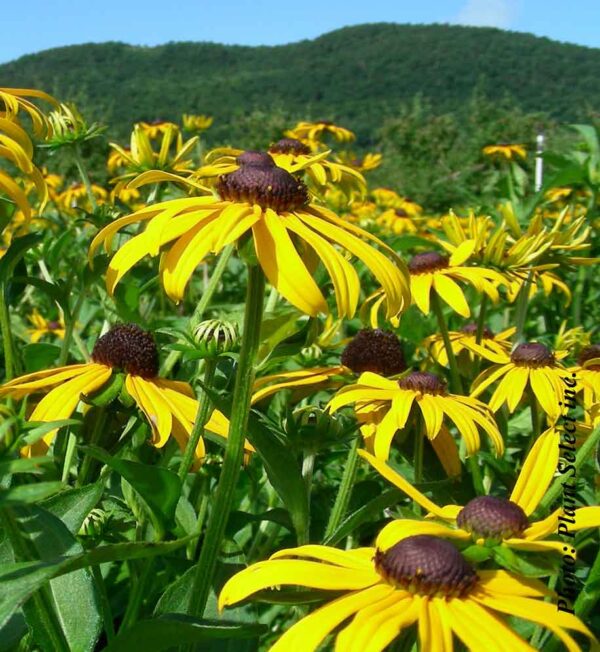 Rudbeckia Fulgida Goldsturm