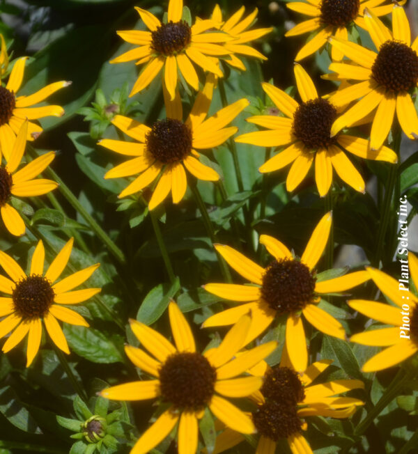 Rudbeckia Fulgida Little Goldstar
