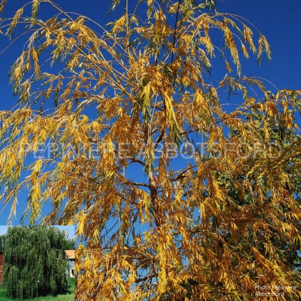Salix Alba Tristis