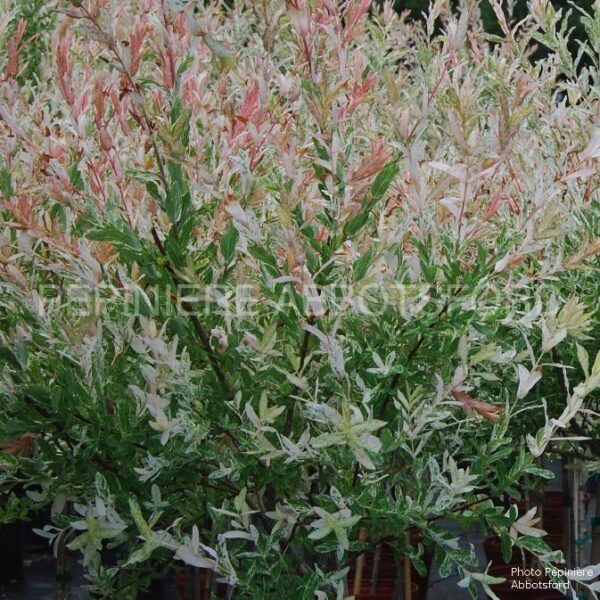 Salix Integra Hakuro Nishiki