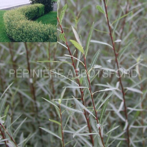 Salix Purpurea Gracilis