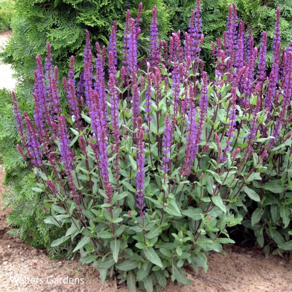 Salvia Nemerosa Caradonna