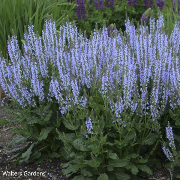 Salvia Nemorosa Crystal Blue