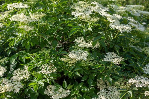 Sambucus Canadensis