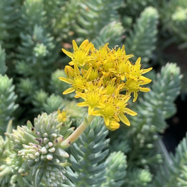 Sedum Reflexum Blue Spruce – Image 2