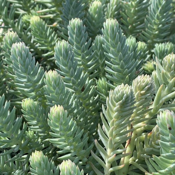 Sedum Reflexum Blue Spruce