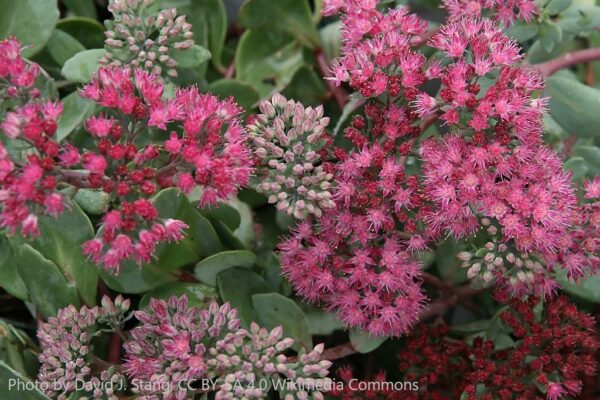 Sedum Vera Jameson