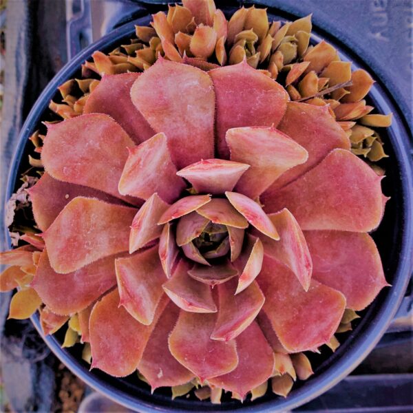 Sempervivum Rouge