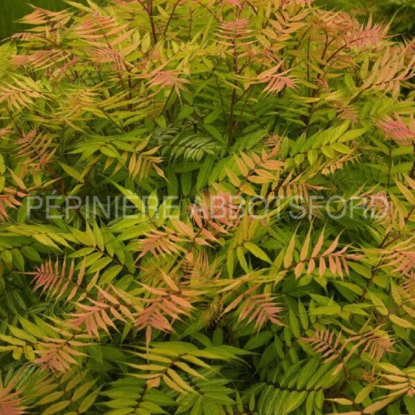 Sorbaria Sorbifolia Sem