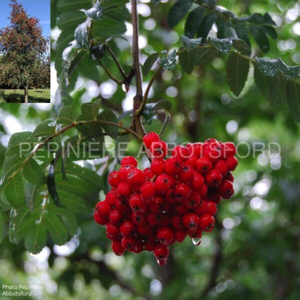 Sorbus Aucuparia Cardinal Royal