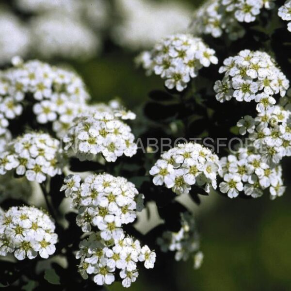 Spiraea Nipponica Snowmound