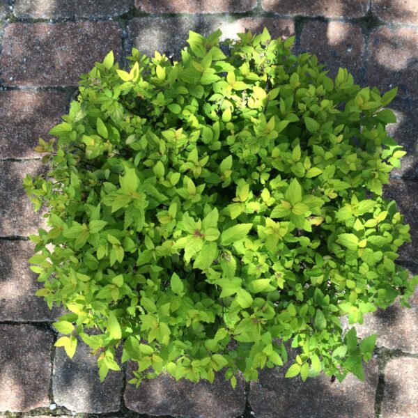 Spiraea Bumalda Goldmound