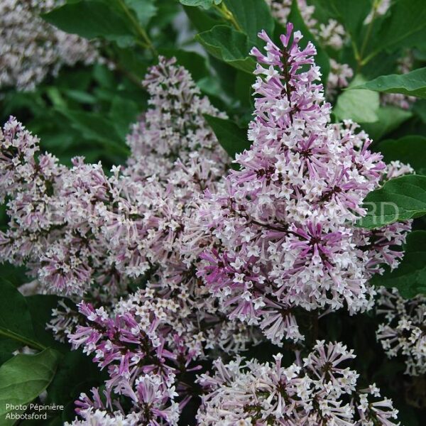 Syringa Velutina Miss Kim