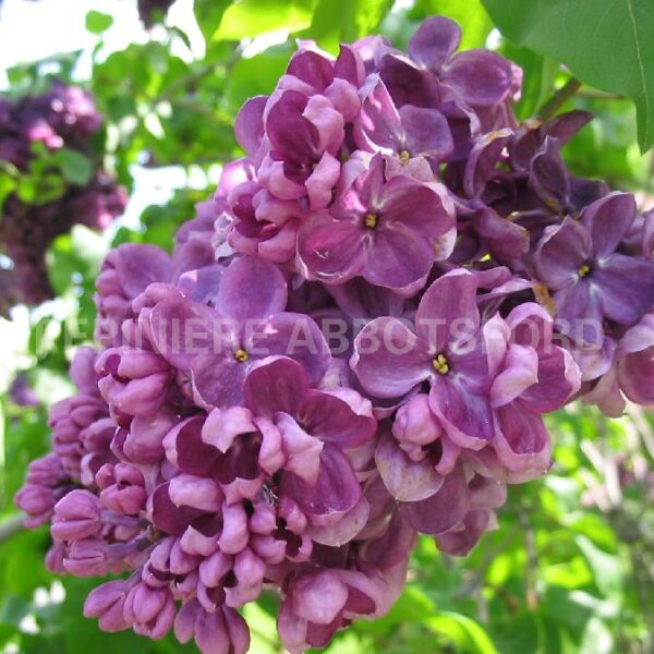 Syringa Vulgaris Agincourt Beauty