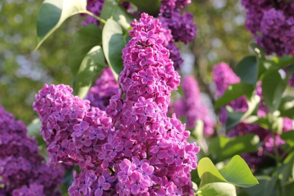 Syringa Vulgaris Charles Joly