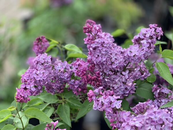 Syringa Vulgaris Monge