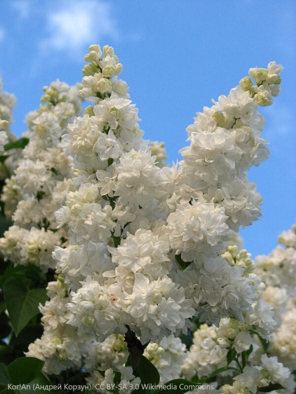 Syringa Vulgaris Mme Lemoine
