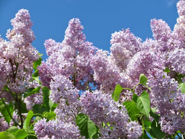 Syringa Vulgaris