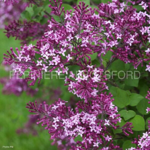 Syringa Bloomerang Dark Purple