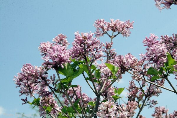 Syringa Meyeri Palibin
