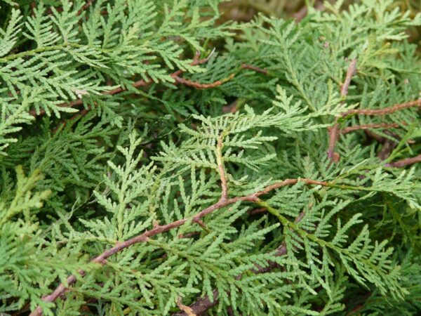 Thuya Occidentalis Nigra