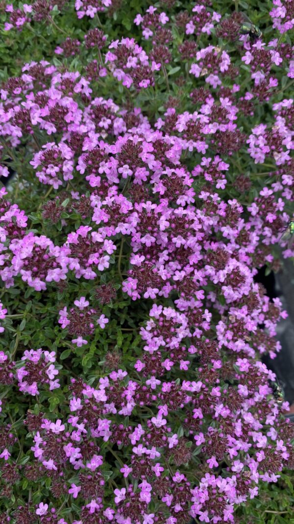 Thymus Serpyllum Roseus