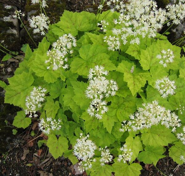 Tiarella Cordifolia
