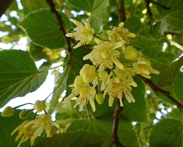 Tilia Cordata Glenleven