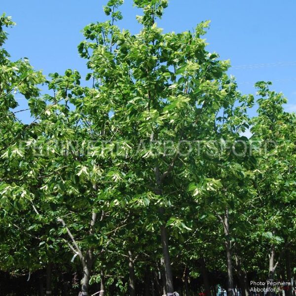 Tilia Americana Redmond