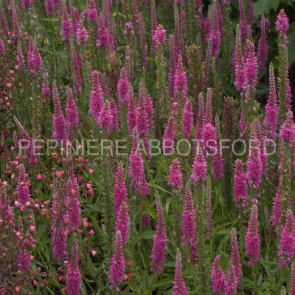 Veronica Spicata Red Fox