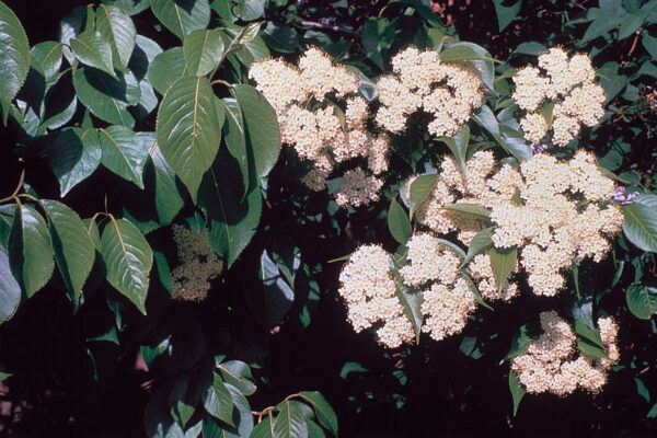 Viburnum Lentago