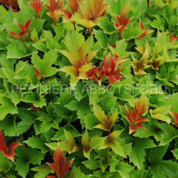 Viburnum Trilobum Compactum