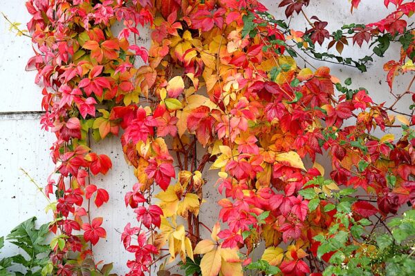 Parthenocissus Quinquefolia Engelmani