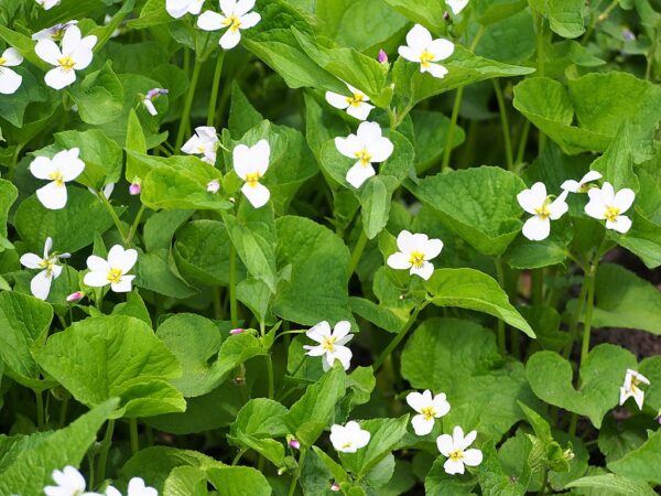 Viola Canadensis