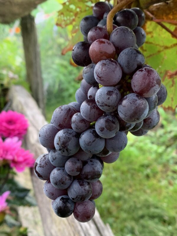 Vitis Montreal Blue