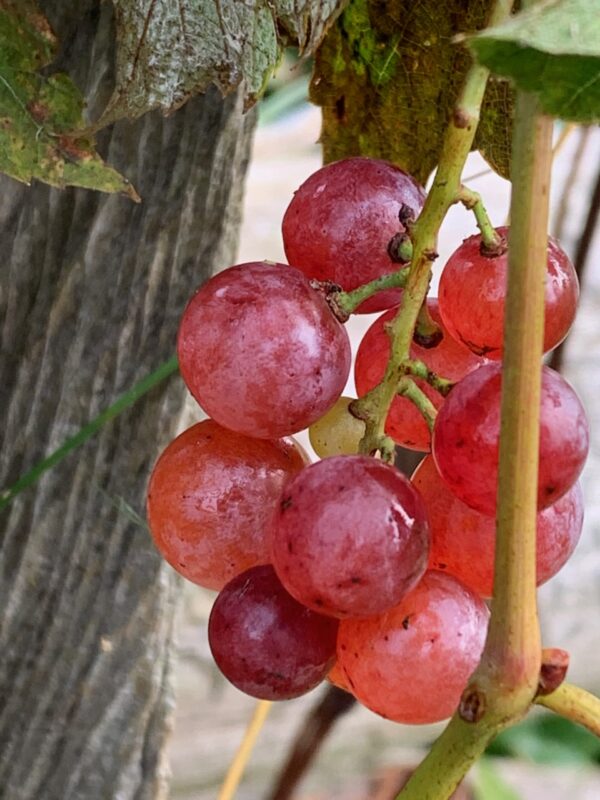 Vitis Somerset