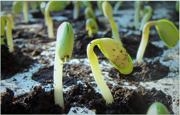 Les germinations