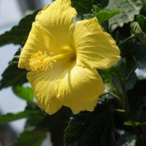 Hibiscus Tressé