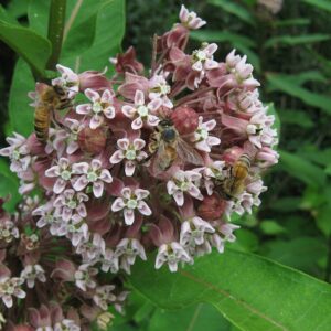 Asclepias syriaca