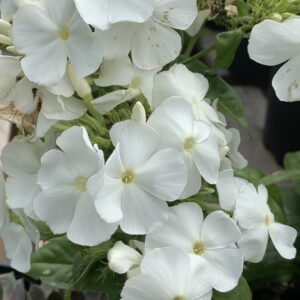 Phlox paniculata 'Flame White'
