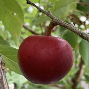 Prunier domestique 'Agen'