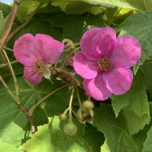 Rubus odoratus
