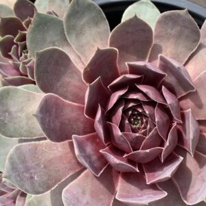Sempervivum Chick Charms Giant 'Steel Appel'